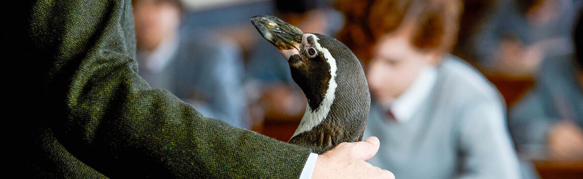 Pinguin Banner2